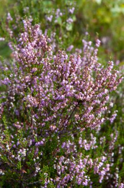 Heather