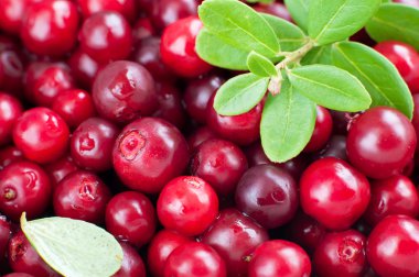 Organik yabanmersini