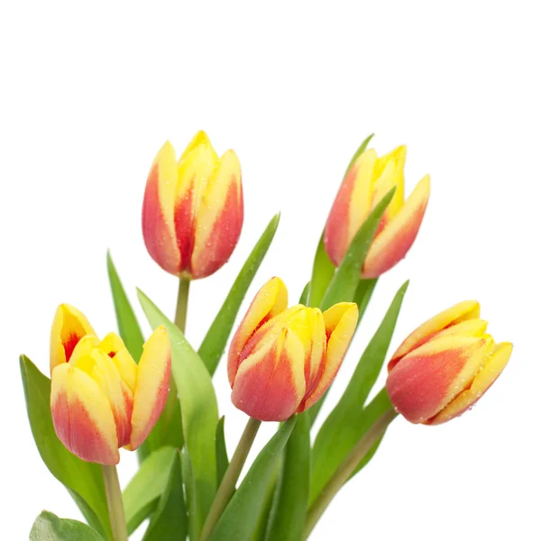 Rote Tulpen — Stockfoto