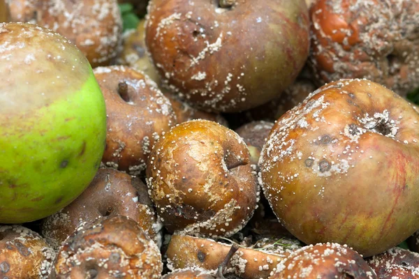 Manzanas podridas — Foto de Stock