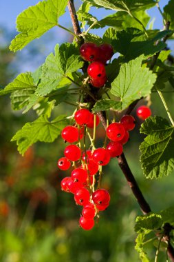 Kırmızı kuş üzümü
