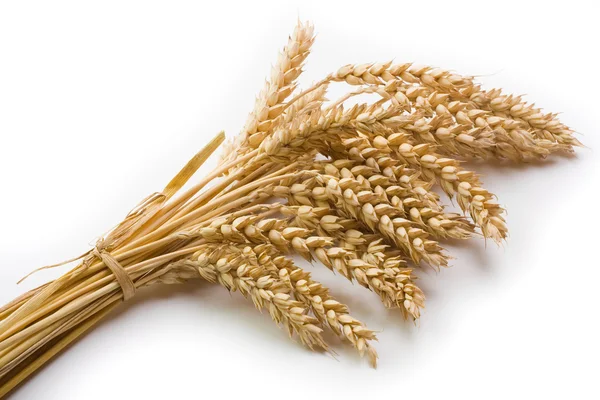 Cereal and wheat spike — Stock Photo, Image