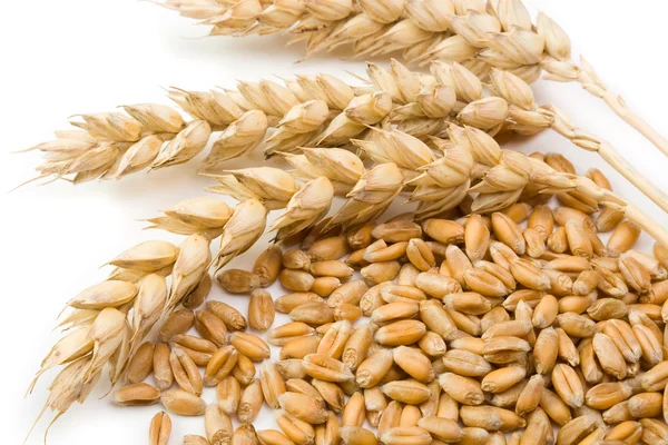 Cereal and wheat spike — Stock Photo, Image