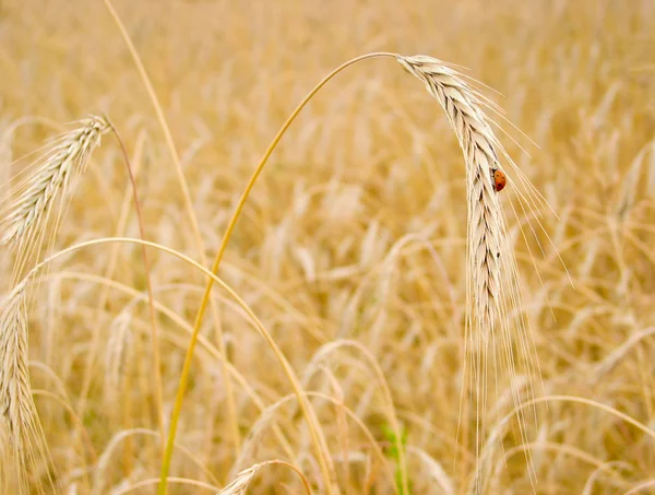 Rye ears — Stock Photo, Image