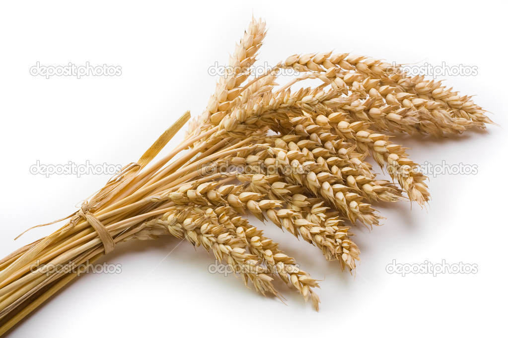 Cereal and wheat spike