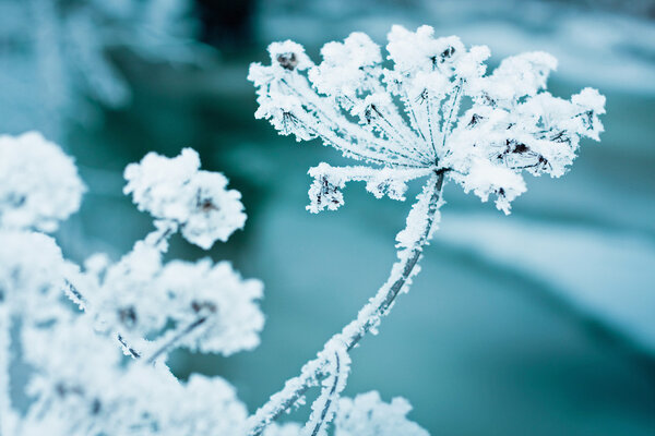 Замороженный цветок
