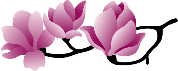 Flor de magnolia — Vector de stock