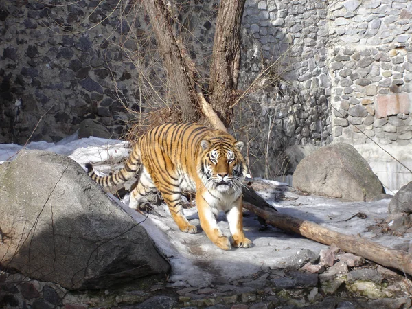 Tigre — Foto de Stock