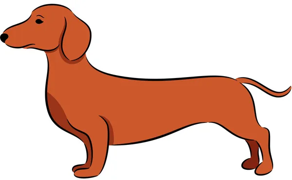 Dachshund. — Vector de stock