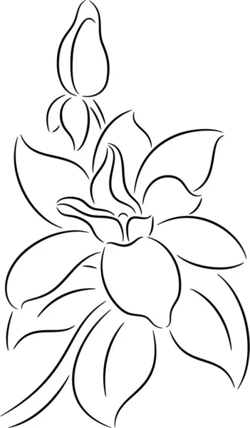 マグノリアの花の枝を咲かせ — ストックベクタ