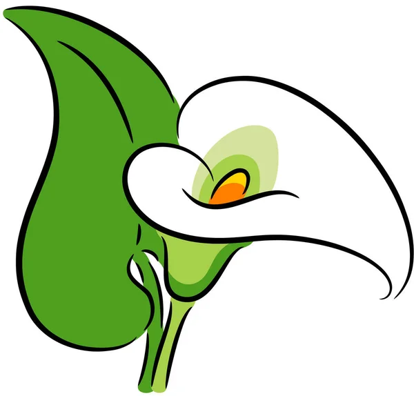 Květina Calla Listem Izolovaná — Stockový vektor