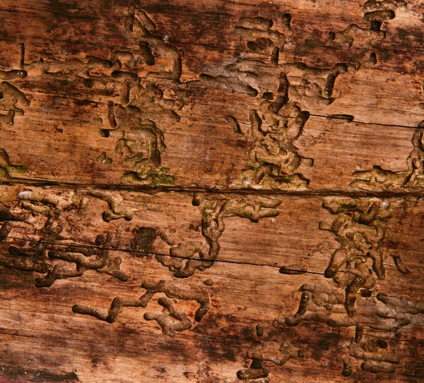 Gamla trä textur skadas av bark beetle, åldern träskiva bakgrund — Stockfoto