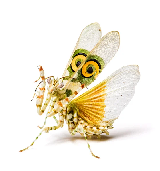 Mantis on white — Stock Photo, Image