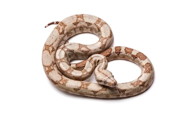 Boa constrictor imperator — Stock Photo, Image