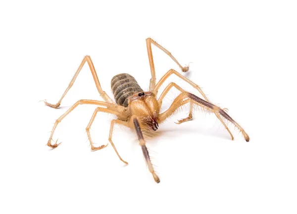 Solifugid eller sol spindel — Stockfoto