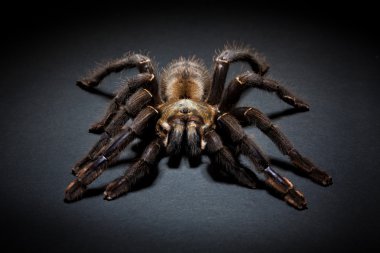 tarantula örümceği
