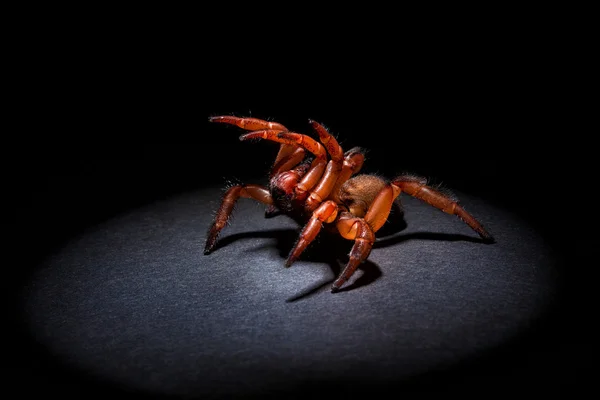 Aranha alçapão agressivo — Fotografia de Stock