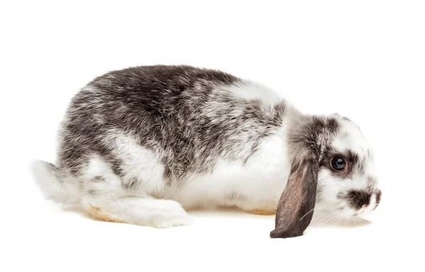 Baby bunny isolated on white — Stock Photo, Image