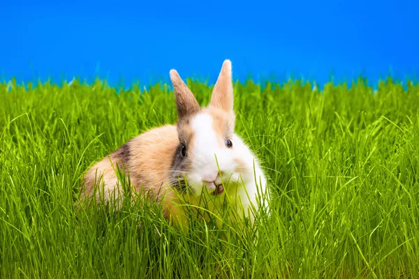 Brown rabbit eating grass — Stock Photo, Image