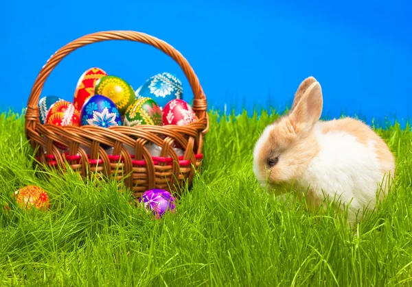 Huevo de Pascua y conejito en cesta — Foto de Stock