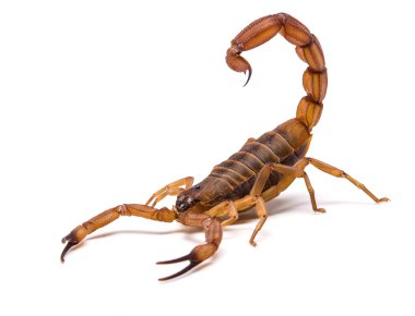 Very dangerowus big Scorpion clipart