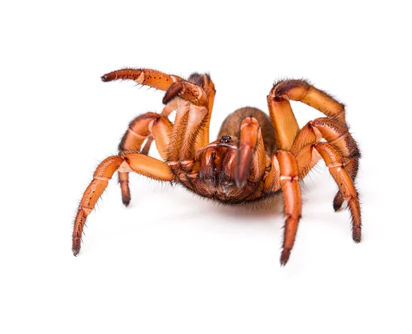 Araña trampilla agresiva —  Fotos de Stock