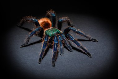 tarantula örümceği
