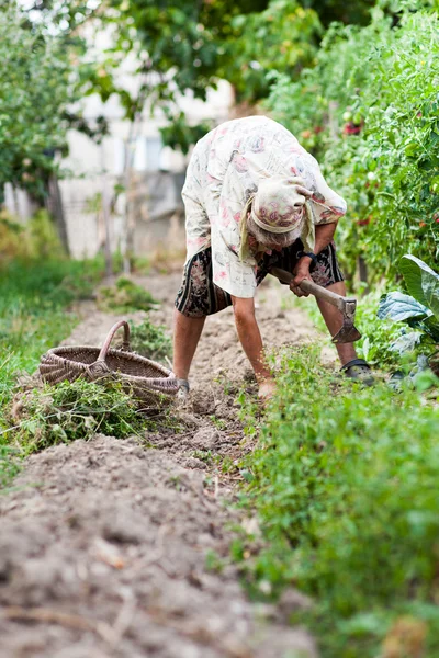 Oude vrouw in de tuin, wieden — Stockfoto