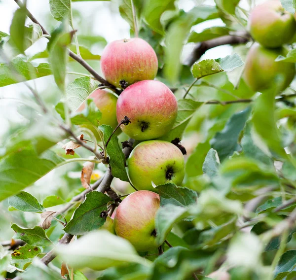 Bukiet z czerwonych i zielonych jabłek — Zdjęcie stockowe