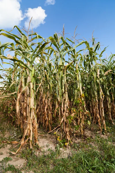 Maisfeld an einem sonnigen Herbsttag — Stockfoto