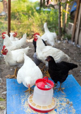 A group of young chicken clipart
