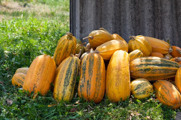 Un mucchio di zucche arancioni in erba — Foto Stock