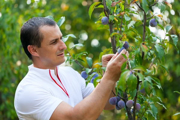 Junger Mann pflückt Pflaumen vom Baum — Stockfoto