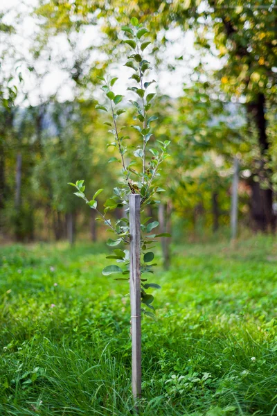 果樹園でナシ幼木 — ストック写真
