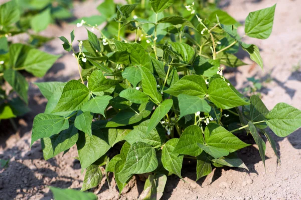 Junge Bohnenpflanze mit Blüten — Stockfoto