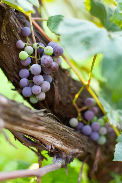 Uvas roxas em uma videira, close-up — Fotografia de Stock
