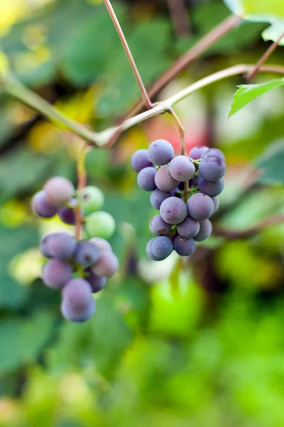 Purple grapes on a vine, closeup — Stock Photo, Image