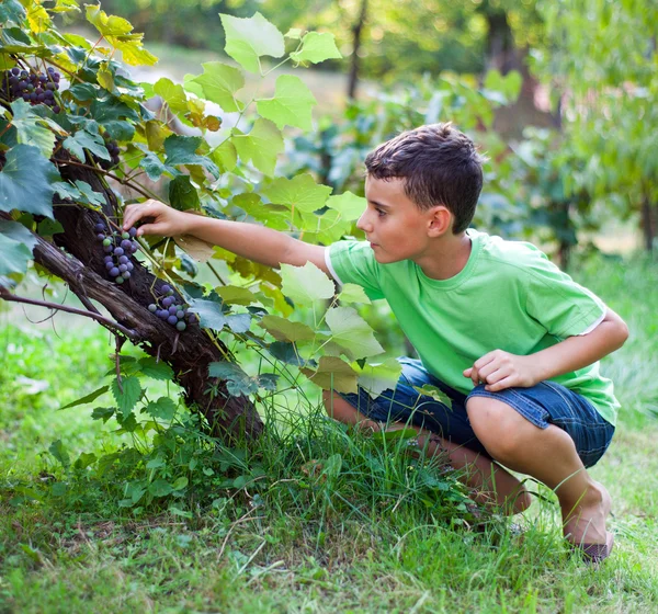 Rapaz bonito colhendo uvas de videira — Fotografia de Stock