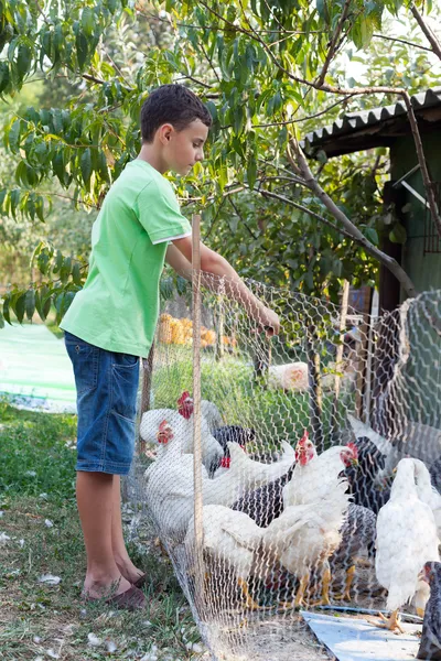 Pays garçon nourrir les poulets — Photo