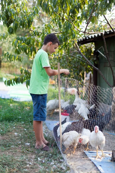Land jongen voederen van kippen — Stockfoto