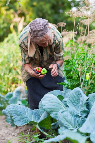 Senior woman in the vegetable garden — Stock Photo, Image