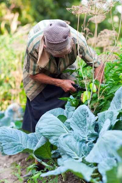 Mulher sênior na horta — Fotografia de Stock