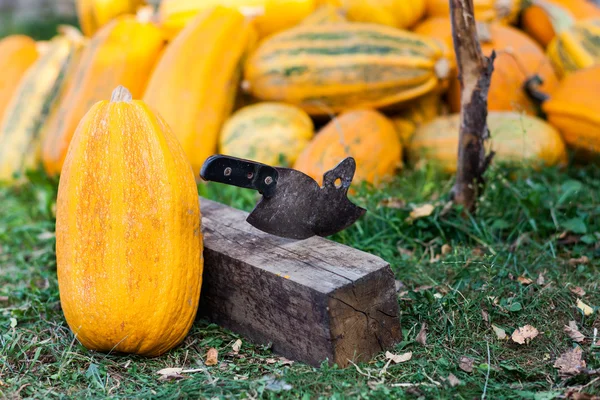 A pile of pumpkins — Stock Photo, Image