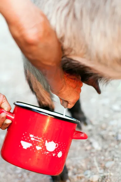 Senior woman milking goat — Stock Photo, Image