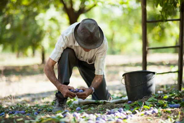 Senior man collecting plums — Stock Photo, Image