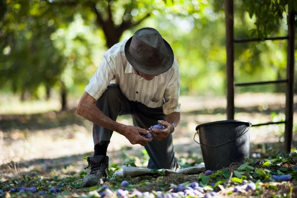 Uomo anziano che raccoglie prugne — Foto Stock