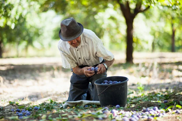 Senior man collecting plums — Stock Photo, Image