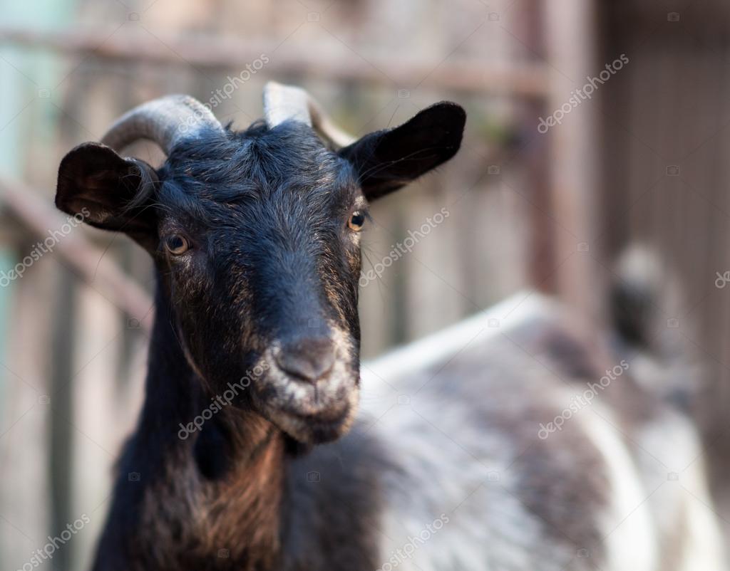 Goats Stock Photos, Royalty Free Goats Images | Depositphotos