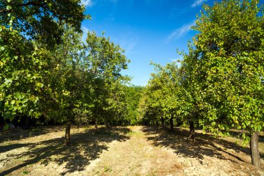 Erik ağaçları orchard ile peyzaj
