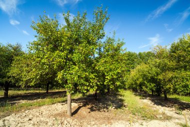 Erik ağaçları orchard ile peyzaj